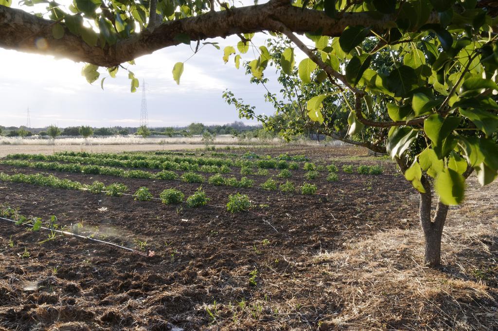 Agrimat Salento Sas Villa Alezio Exterior foto